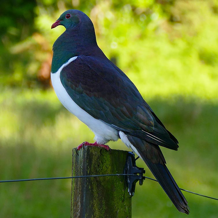 Native New Zealand wood pigeon (kereru)